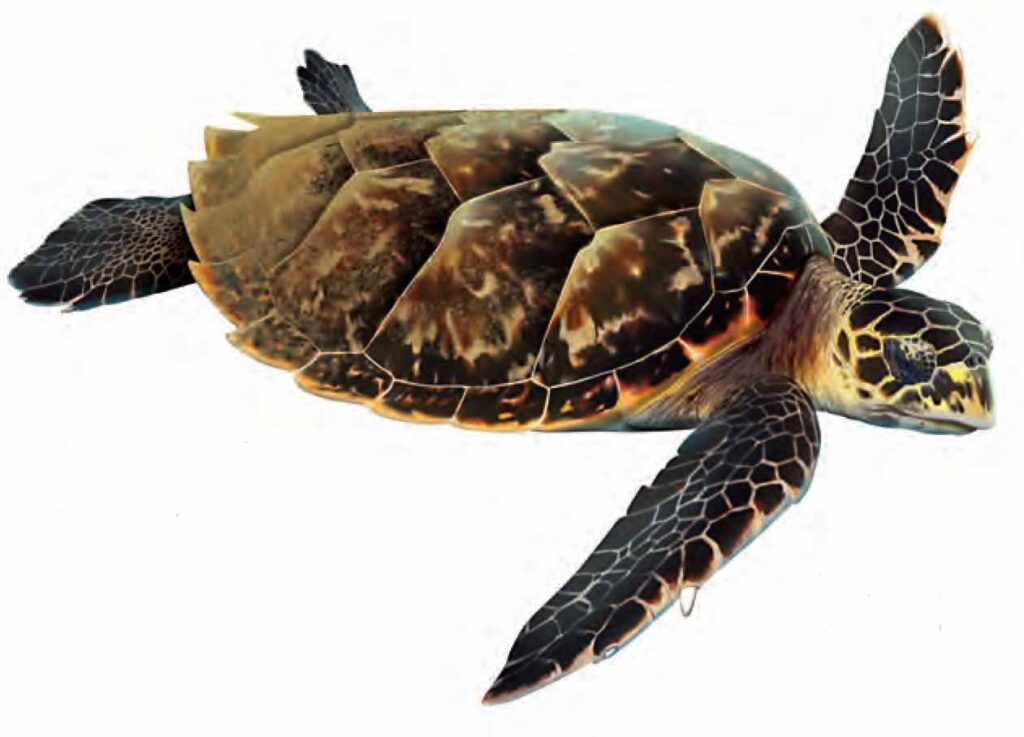 Tortue Imbriquée