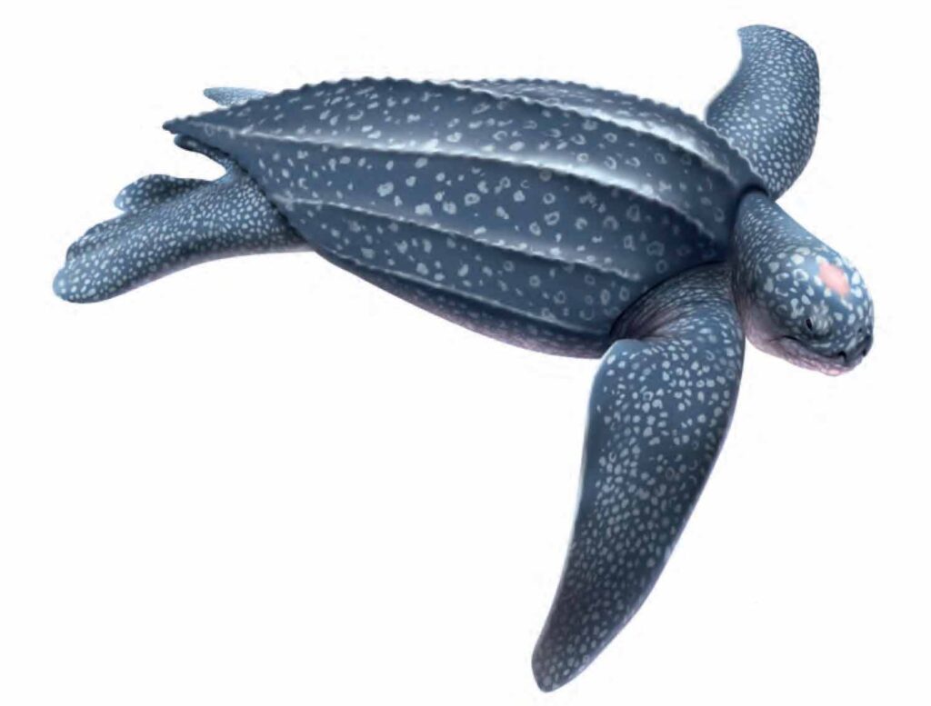 Tortue Luth
