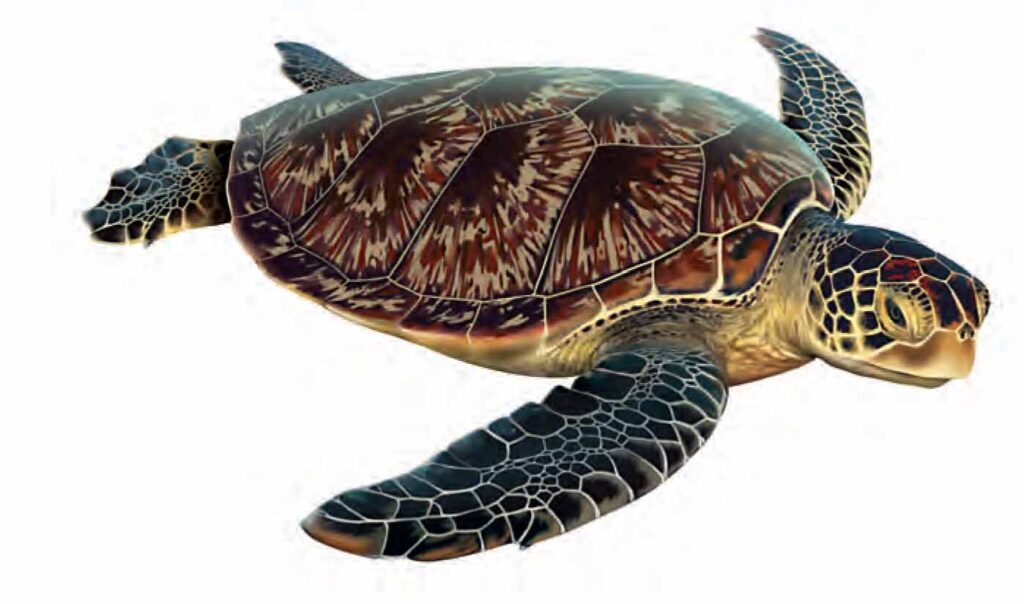 Tortue Verte