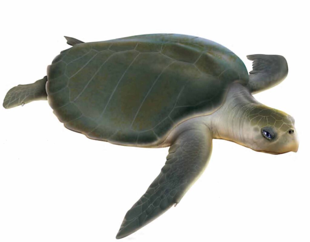 Tortue Olivâtre