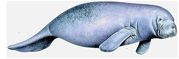 https://naturetropicale.org/