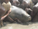 https://naturetropicale.org/