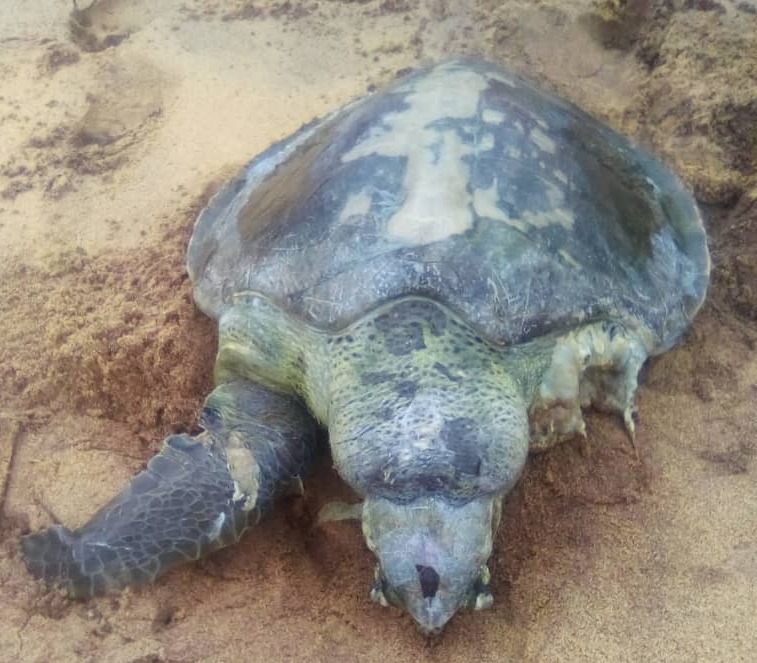 Bénin: SOS – massacres et échouages de tortues marines sur les plages: des espèces emblématiques intégralement protégées, à rudes épreuves.