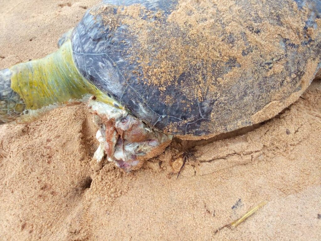 https://naturetropicale.org/