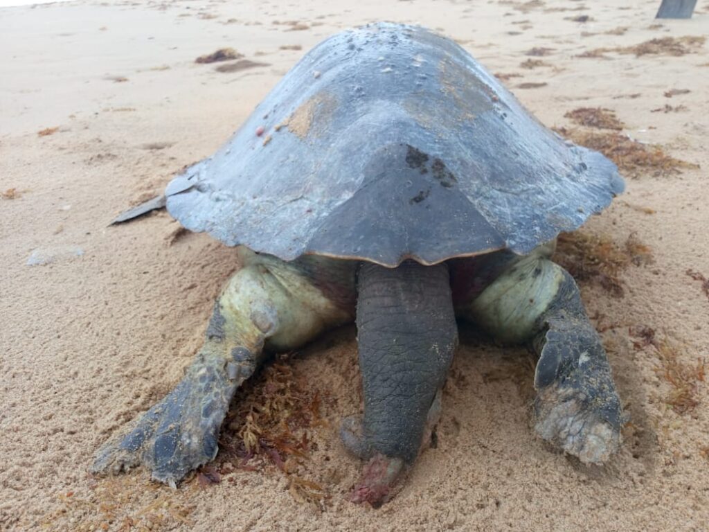 https://naturetropicale.org/