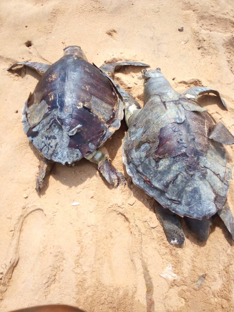 Bénin : Triste sort pour les tortues marines au Bénin – le massacre en mer côtière reprend de plus belle pour la saison 2026-2027