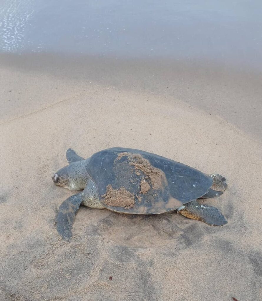 https://naturetropicale.org/