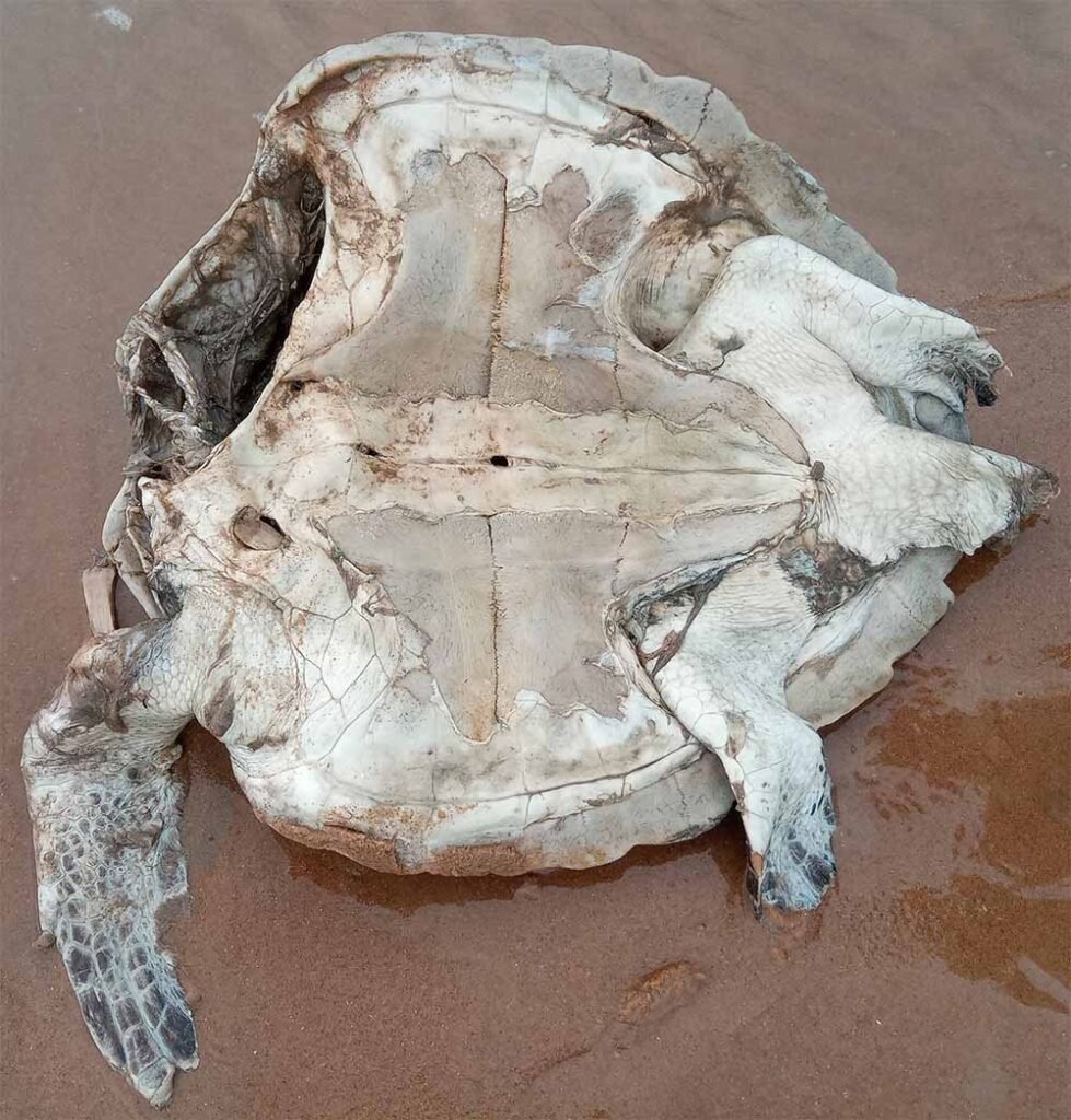 https://naturetropicale.org/