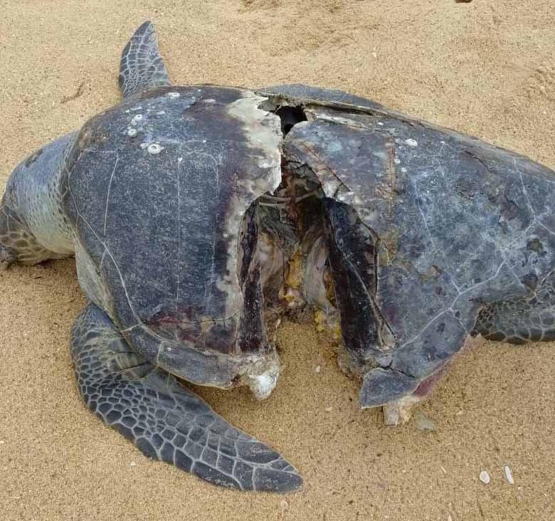 Bénin : Échouages des tortues marines, le massacre commence pour la saison 2026-2027