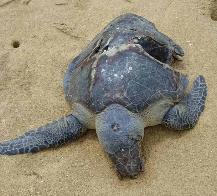 https://naturetropicale.org/