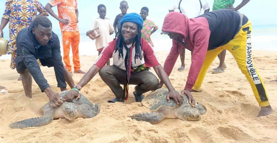 Recrudescence des captures et massacres des tortues marines, les fortes interactions entre la faune marine et les communautés côtières à la loupe