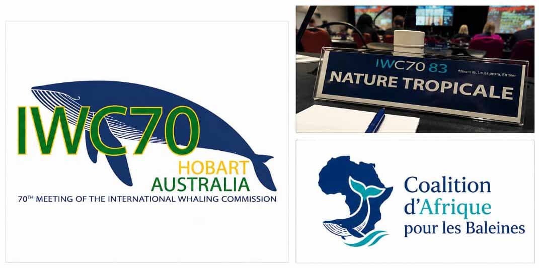 L’Afrique vote contre la Protection et la Valorisation des baleines à la 70ième session de la Commission Baleinière Internationale (CBI)