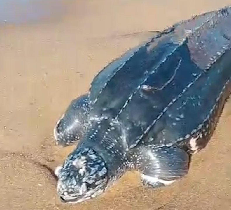 https://naturetropicale.org/
