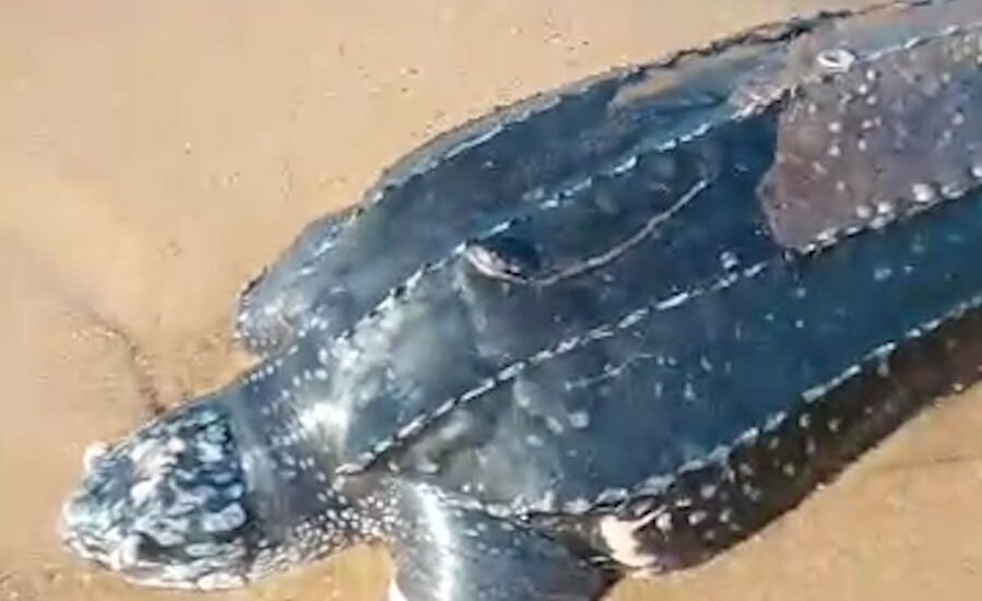 https://naturetropicale.org/