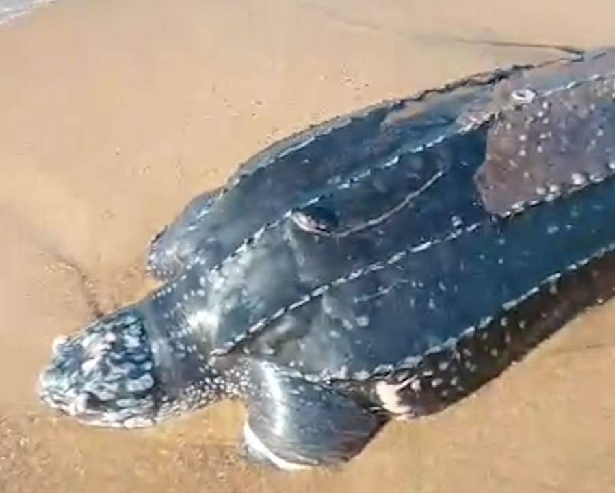 Bénin: Protection des tortues marines – les massacres qui inquiètent