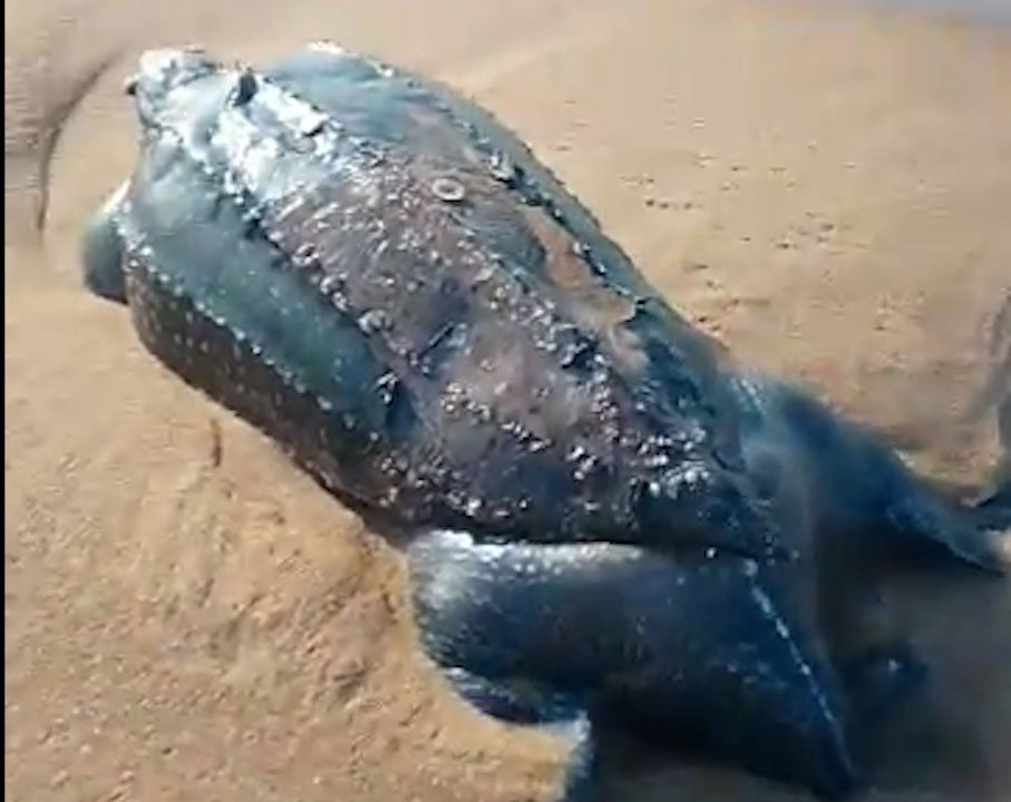 https://naturetropicale.org/